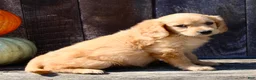 Miniature Golden Retriever dogs for sale: Pumpkin Female Mini Golden Retriever - Ad 4