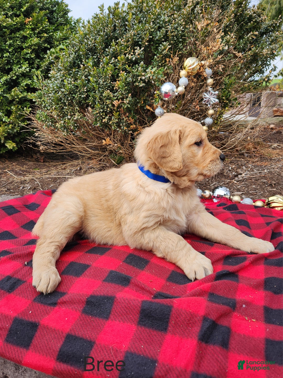 Golden Retriever dogs for sale: Bree - Ad 3
