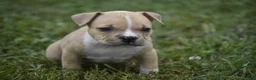 American Bully dogs for sale: American Bully 7 - Ad 4