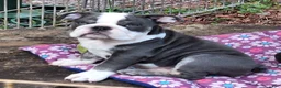 English Bulldog dogs for sale: FLINT  - Ad 1