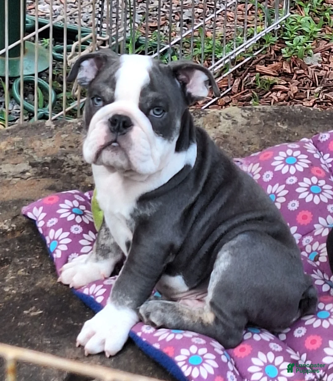 English Bulldog dogs for sale: FLINT  - Ad 1