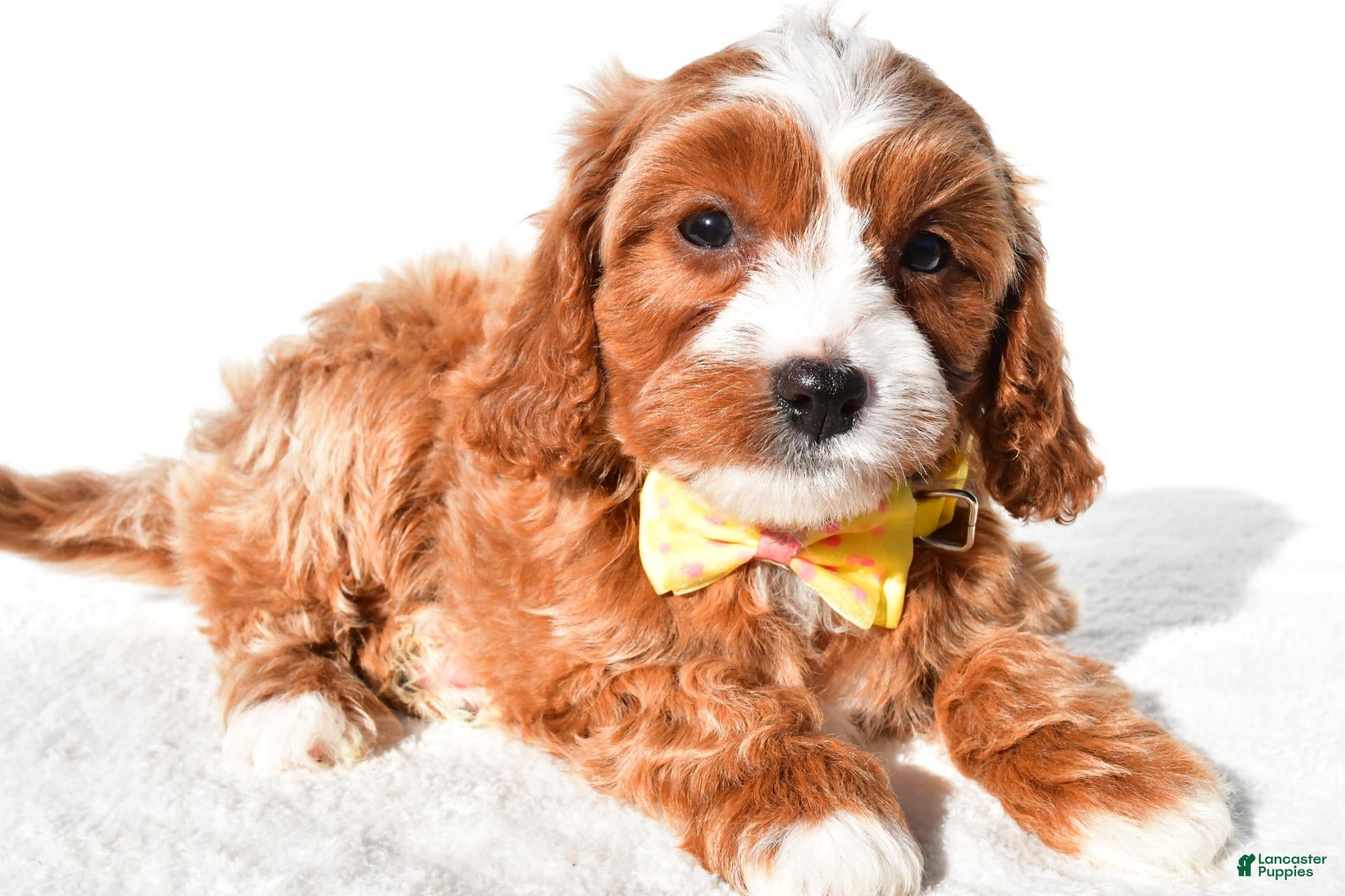 Cavapoo dogs for sale: Samson - Ad 2