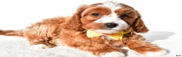 Cavapoo dogs for sale: Samson - Ad 2