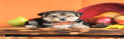 Morkie dogs for sale: Crew - Ad 4