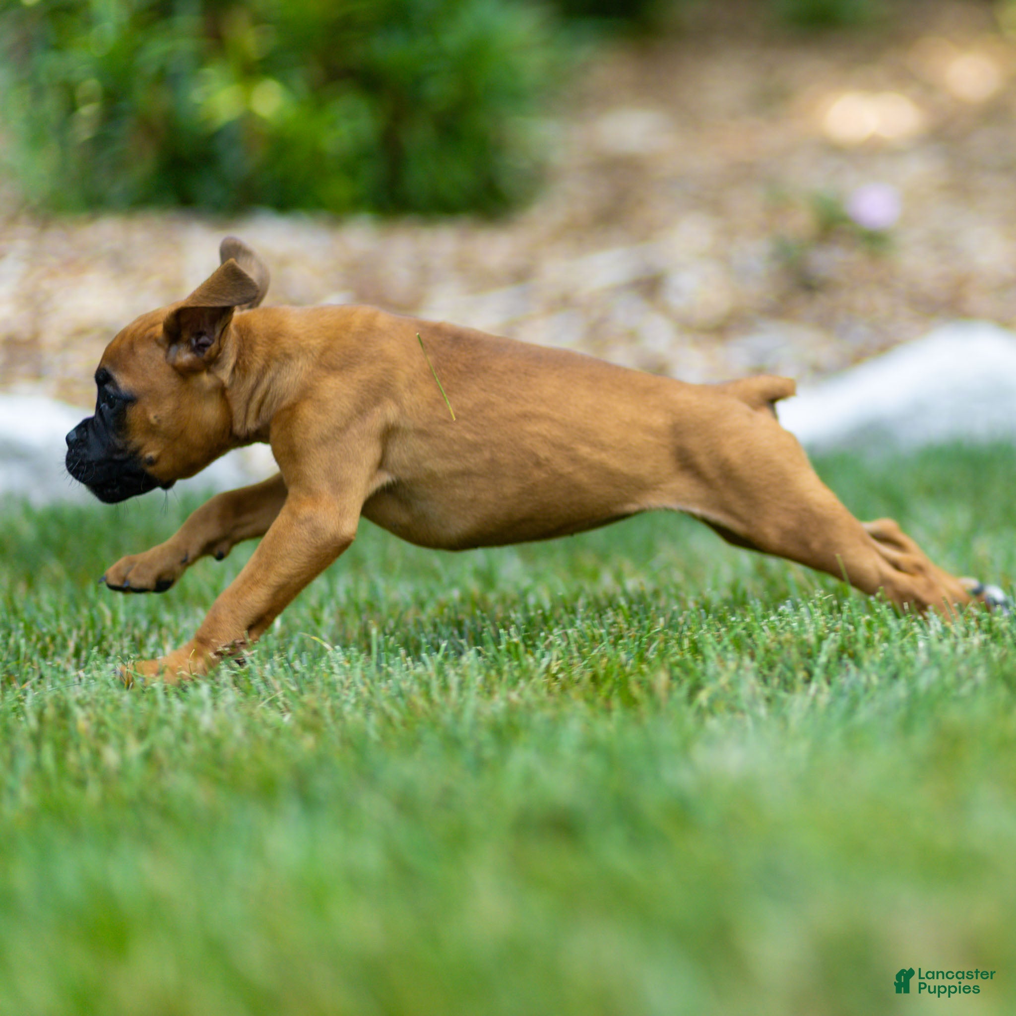 Boxer dogs Ninja Boxer  - Ad 2