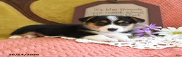 Welsh Corgi Pembroke dogs for sale: Emmy - Ad 5