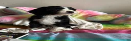 Mixed Breed dogs for sale: Jack - Ad 9