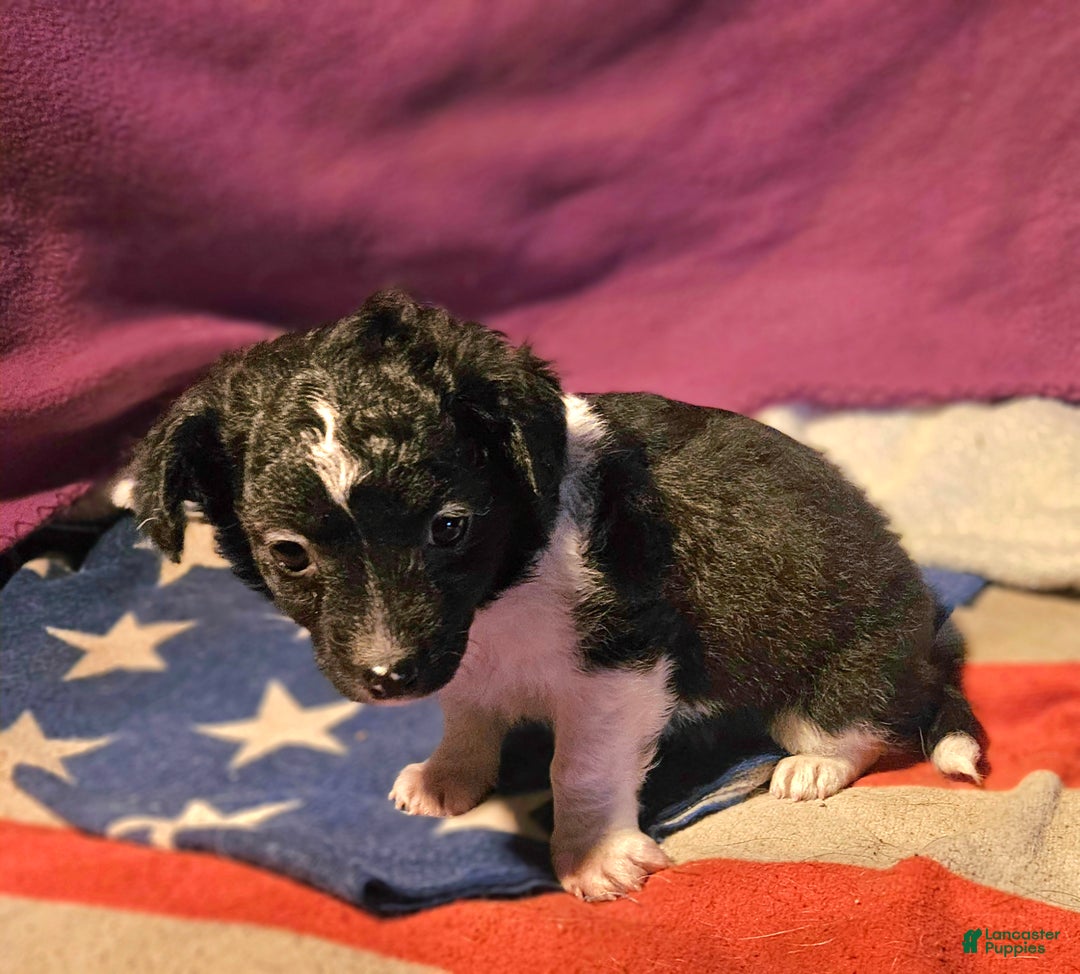 Chihuahua dogs for sale: Cindy (T-Cup) - Ad 7