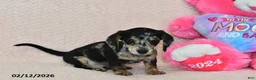 Miniature Dachshund dogs for sale: Asher - Ad 5