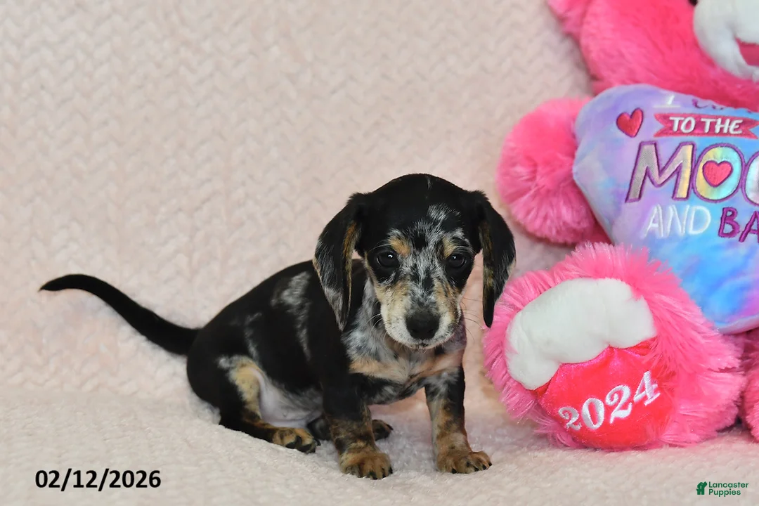 Miniature Dachshund dogs for sale: Asher - Ad 5