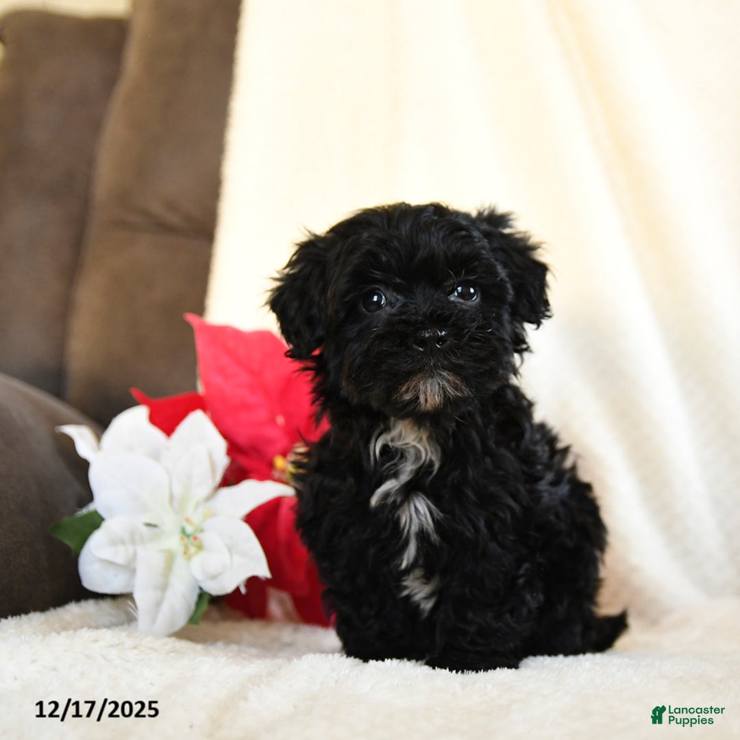Teddy Bear dogs for sale: Licorice - Ad 4