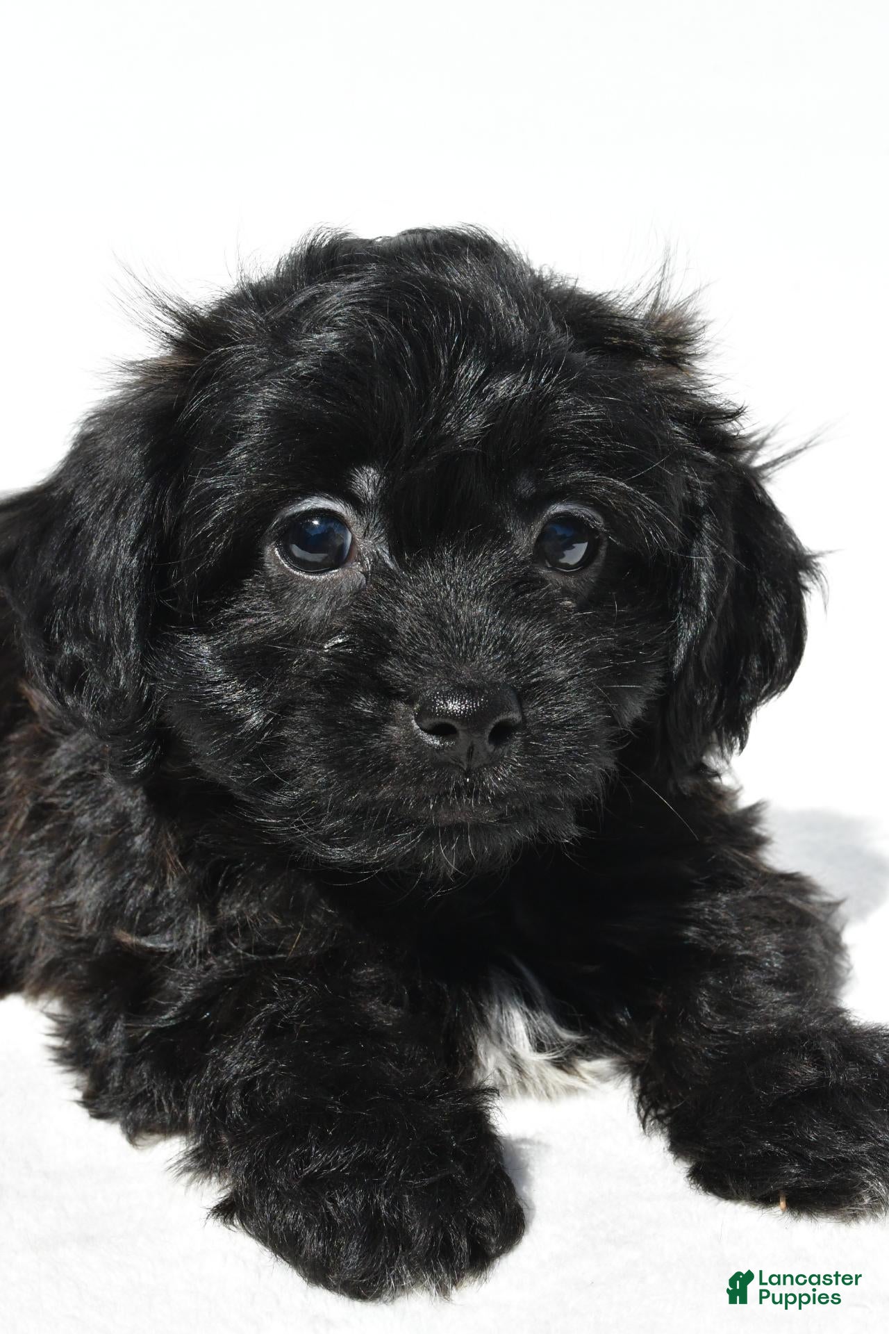 Shihpoo dogs Carson - Ad 2