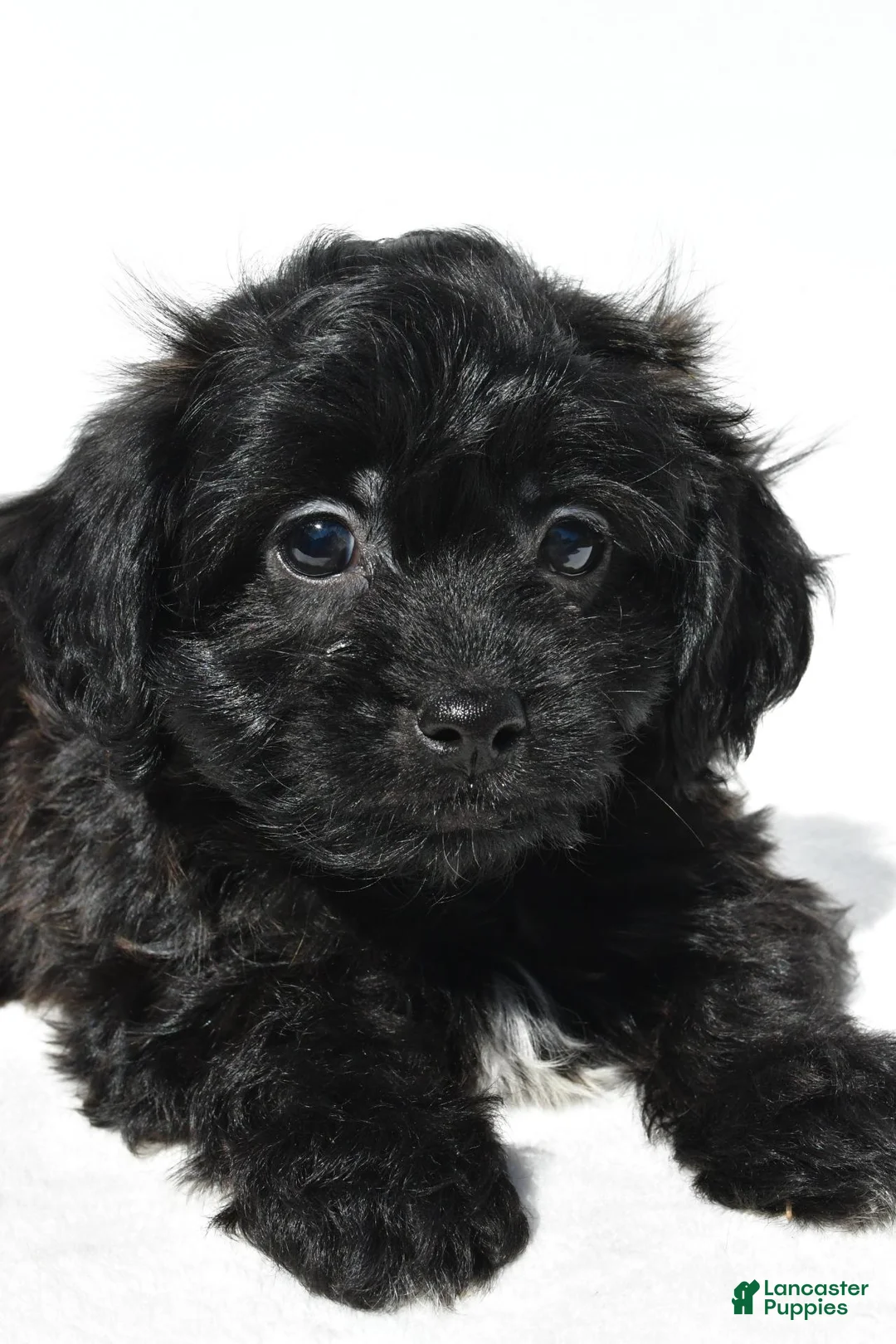 Shihpoo dogs for sale: Carson - Ad 2