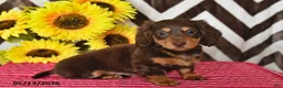 Miniature Dachshund dogs for sale: Emma - Ad 2