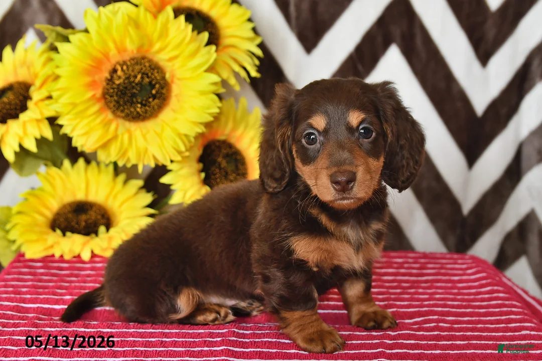 Miniature Dachshund dogs for sale: Emma - Ad 2