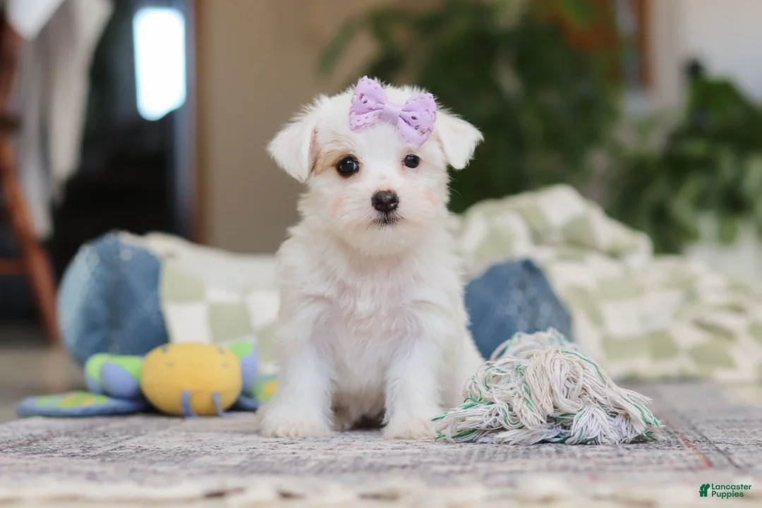 Morkie dogs for sale: Elsa - Ad 1