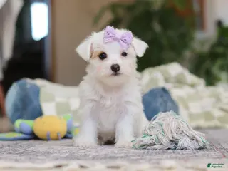 Morkie dogs Elsa - Ad 3