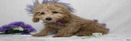Toy Poodle dogs for sale: Buckeye - Ad 5