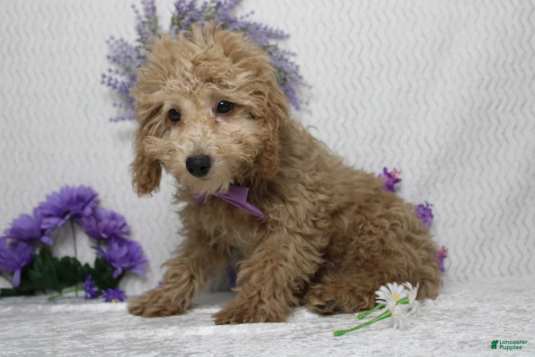 Toy Poodle dogs for sale: Buckeye - Ad 5