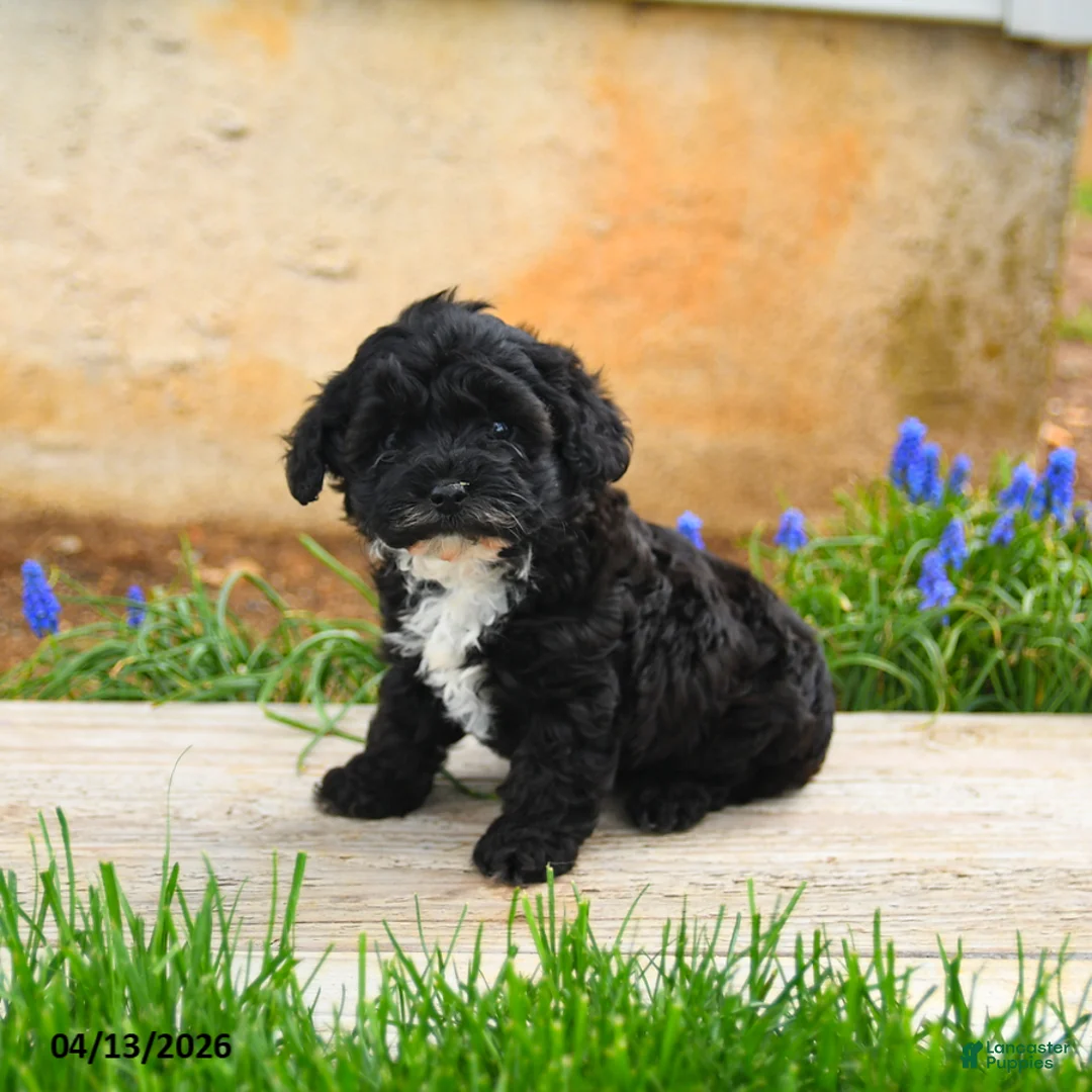 Havapoo dogs for sale: Jasmine - Ad 1