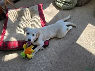 Mixed Breed dogs Mixed Breed Puppy - Ad 20