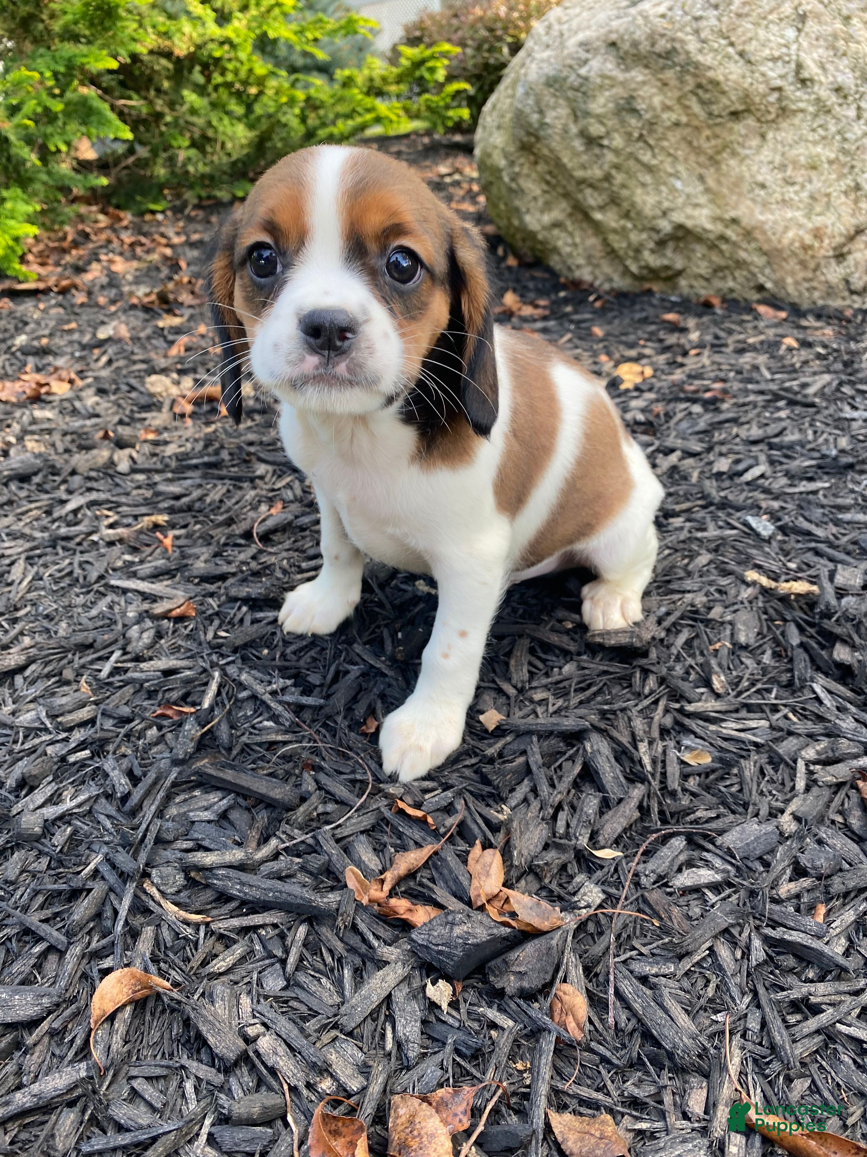 Mixed Breed dogs Chance - Ad 2