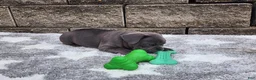 French Bulldog dogs for sale: Sophie  - Ad 10