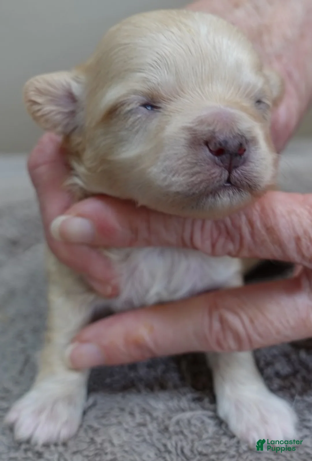 Maltipoo dogs for sale: Myles - Ad 2