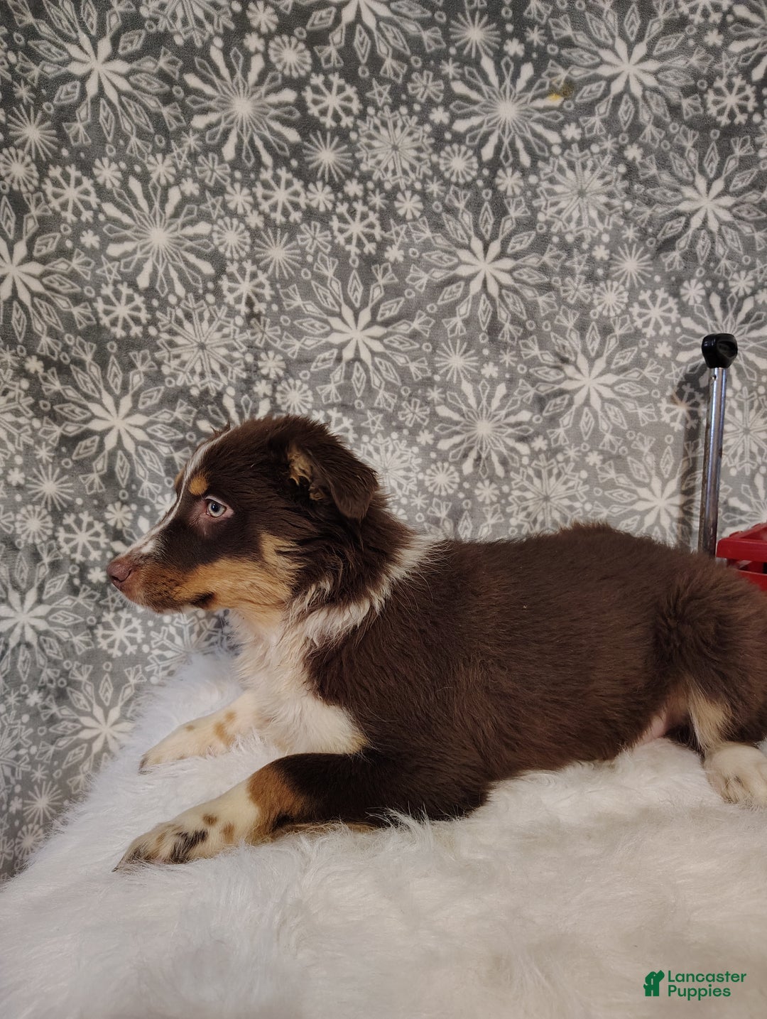 Australian Shepherd dogs for sale: Nutmeg - Ad 5