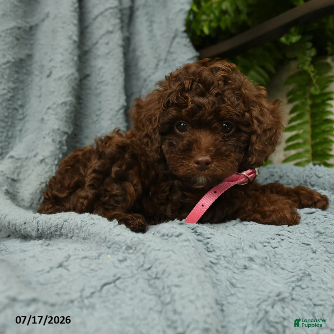 Toy Poodle dogs for sale: Lilly - Ad 2