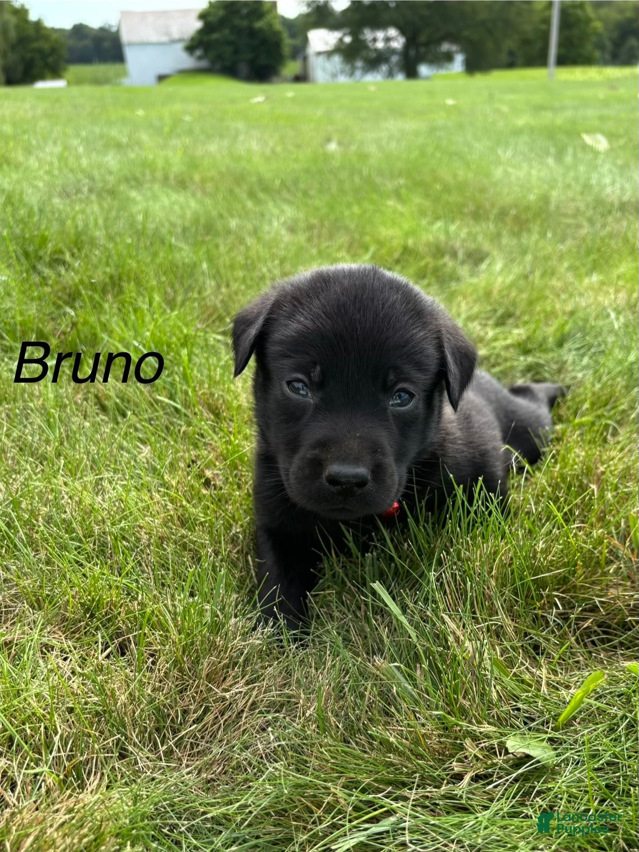 Labrador Retriever dogs Bruno - Ad 1