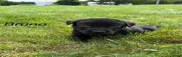 Labrador Retriever dogs for sale: Bruno - Ad 1