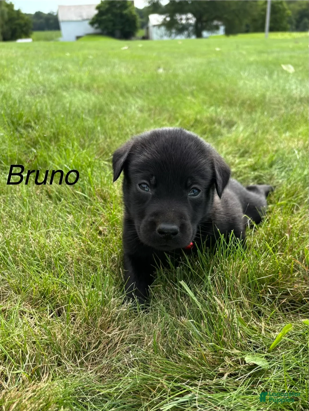 Labrador Retriever dogs for sale: Bruno - Ad 1