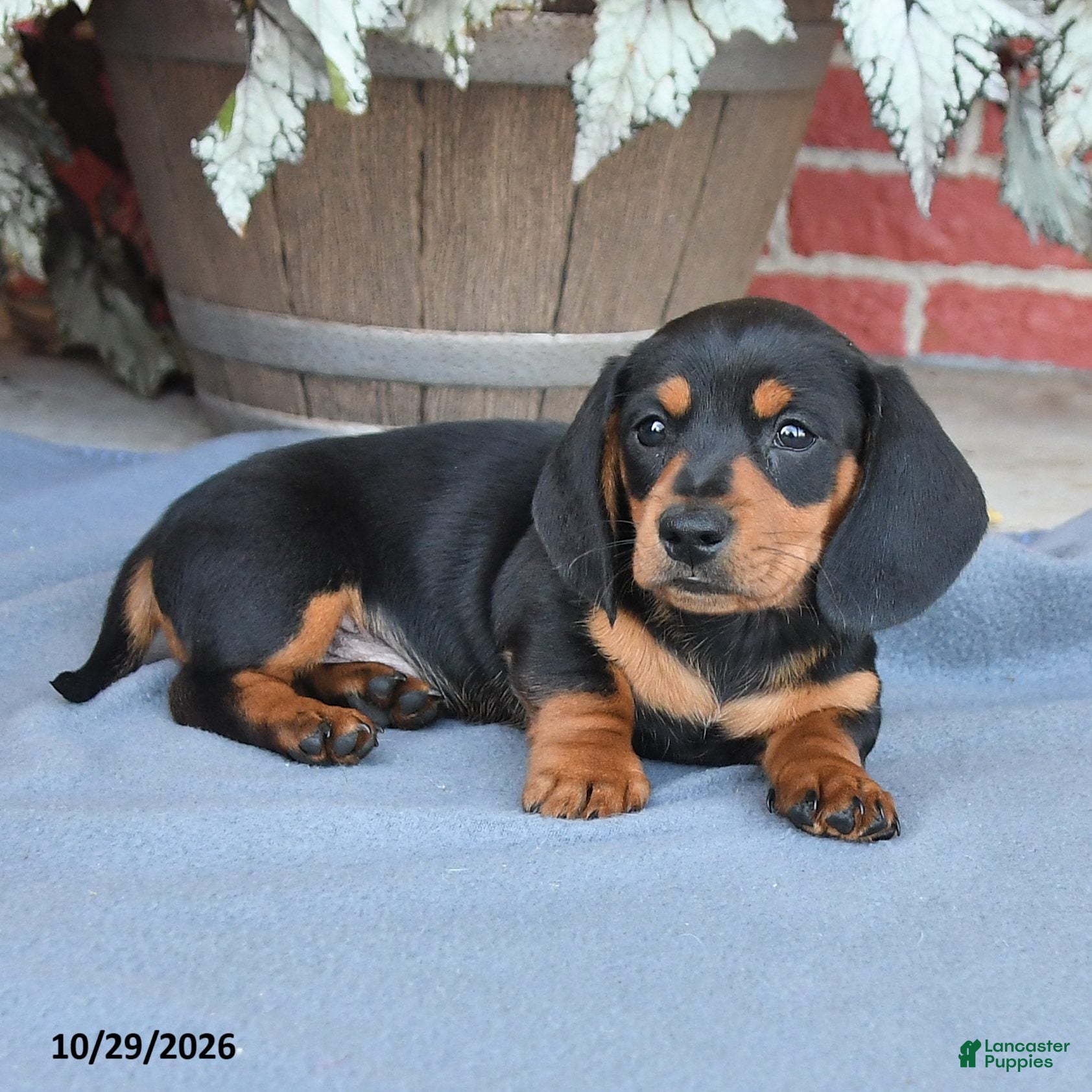 Miniature Dachshund dogs for sale: Brownie - Ad 2