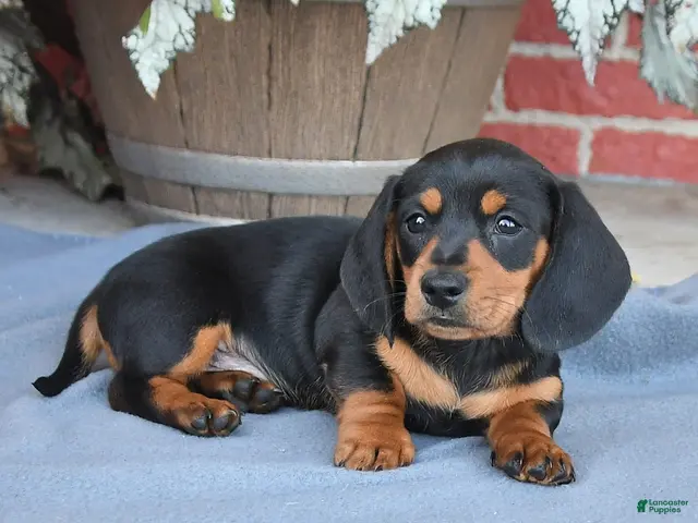 Miniature Dachshund dogs for sale: Brownie - Ad 2