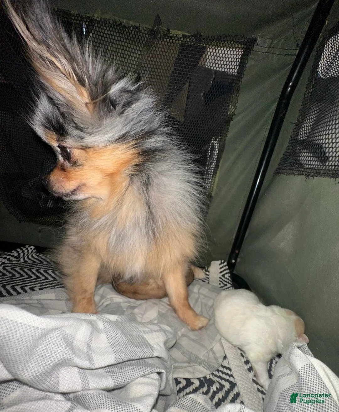 Pomeranian dogs for sale: Luna - Ad 2