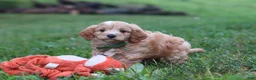 Cavapoo dogs for sale: Jett - Ad 4