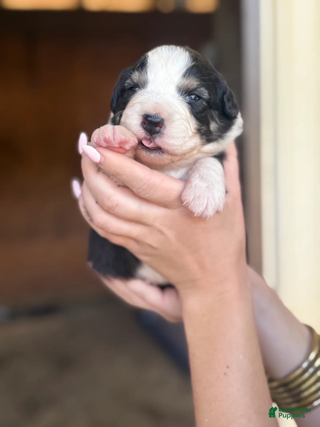 Australian Shepherd dogs for sale: Jetta - Ad 2