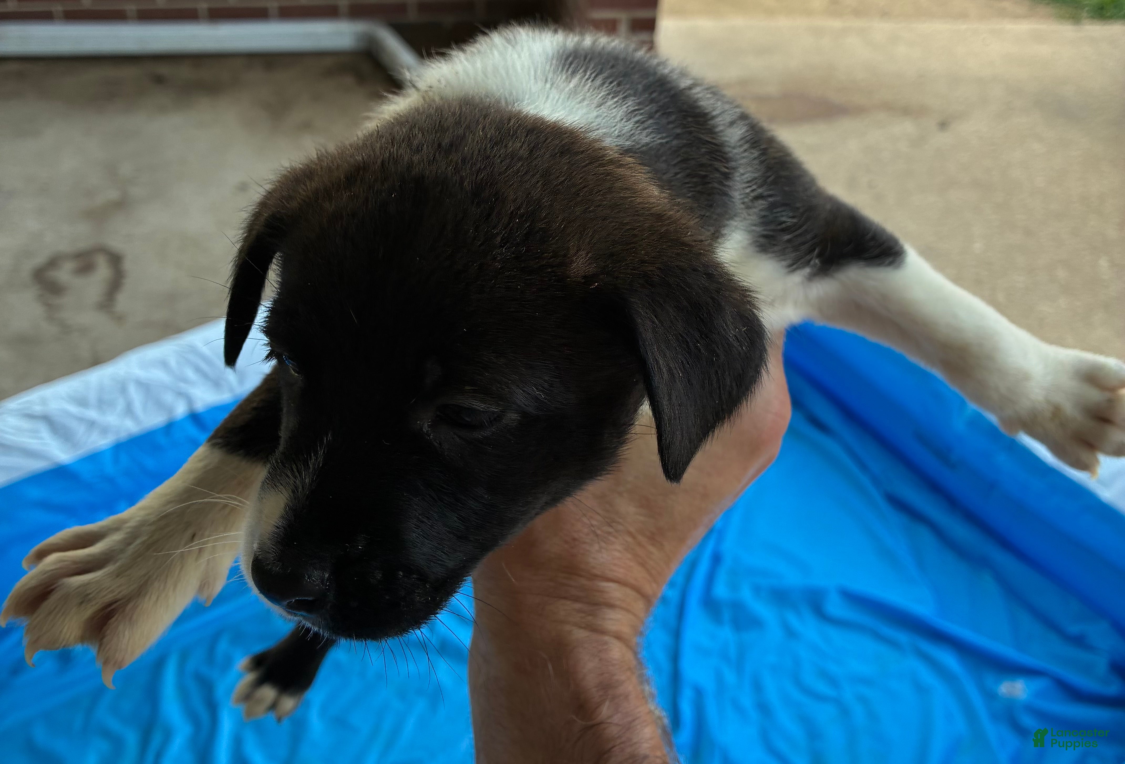 Mixed Breed dogs Mixed Breed 6 - Ad 29