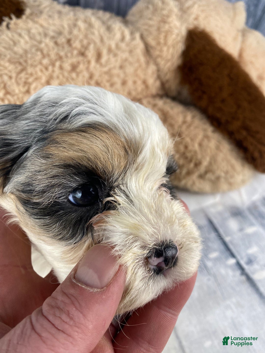 Cavapoo dogs for sale: Julie - Ad 4