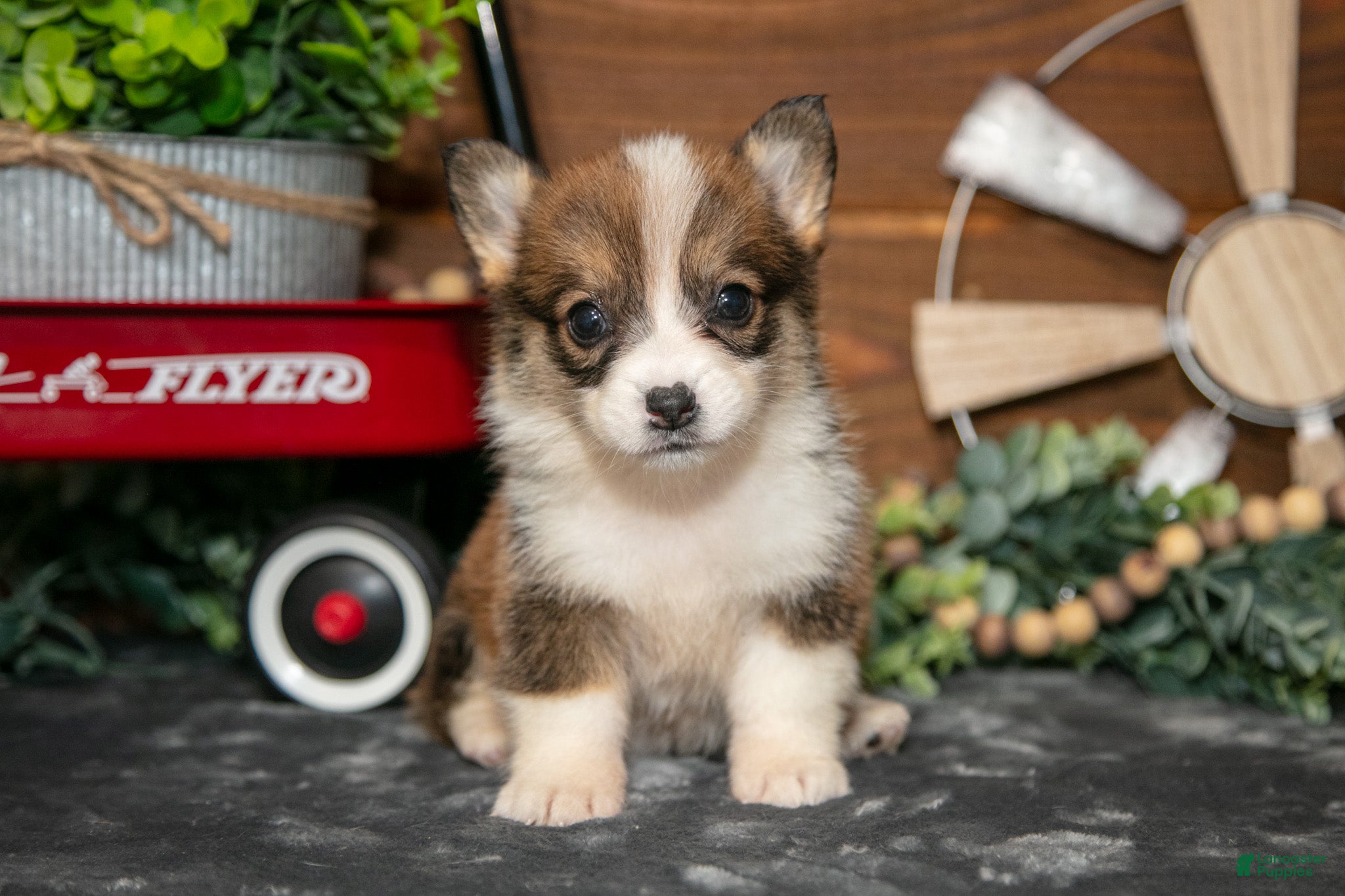 Welsh Corgi Pembroke dogs Belle - Ad 1
