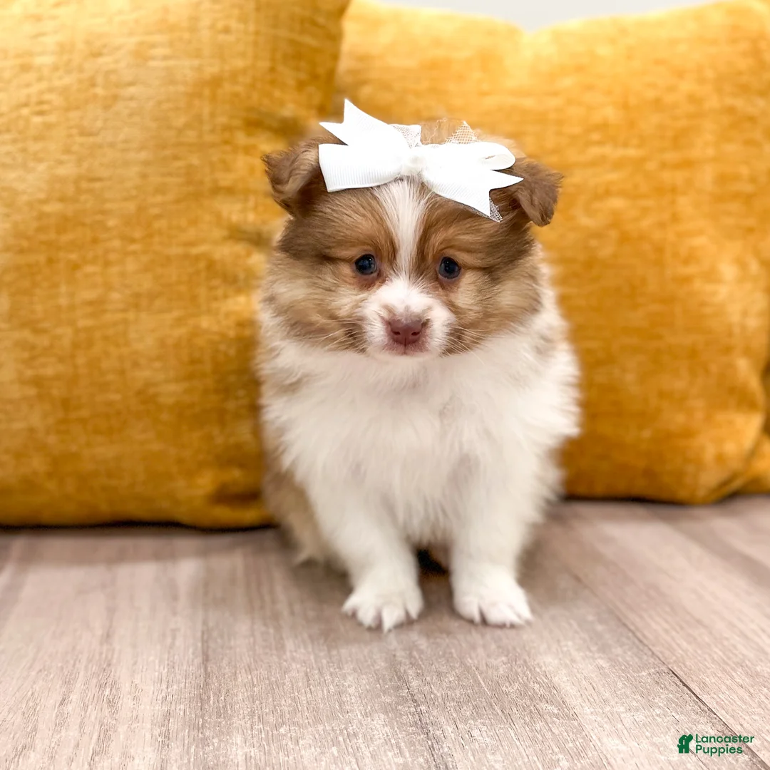 Pomeranian dogs for sale: Pumpkin - Ad 1
