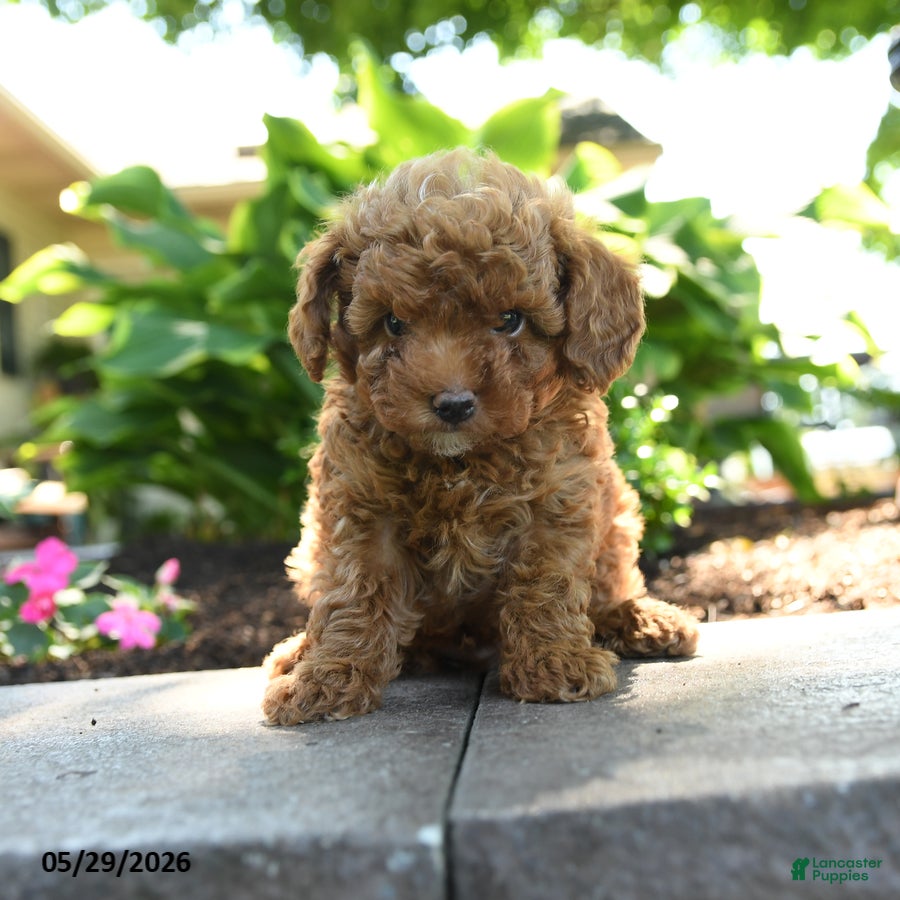 Toy Poodle dogs Clover - Ad 1