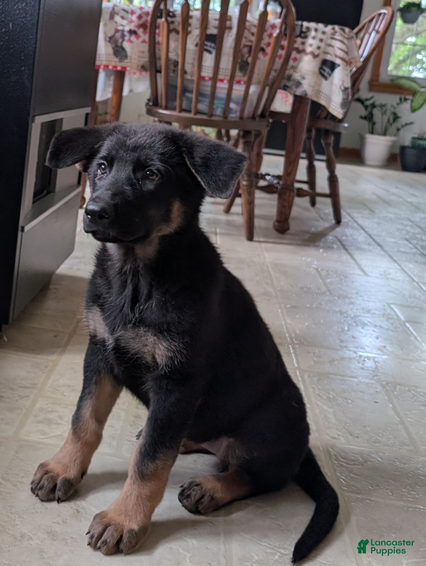 German Shepherd dogs Mati - Ad 2
