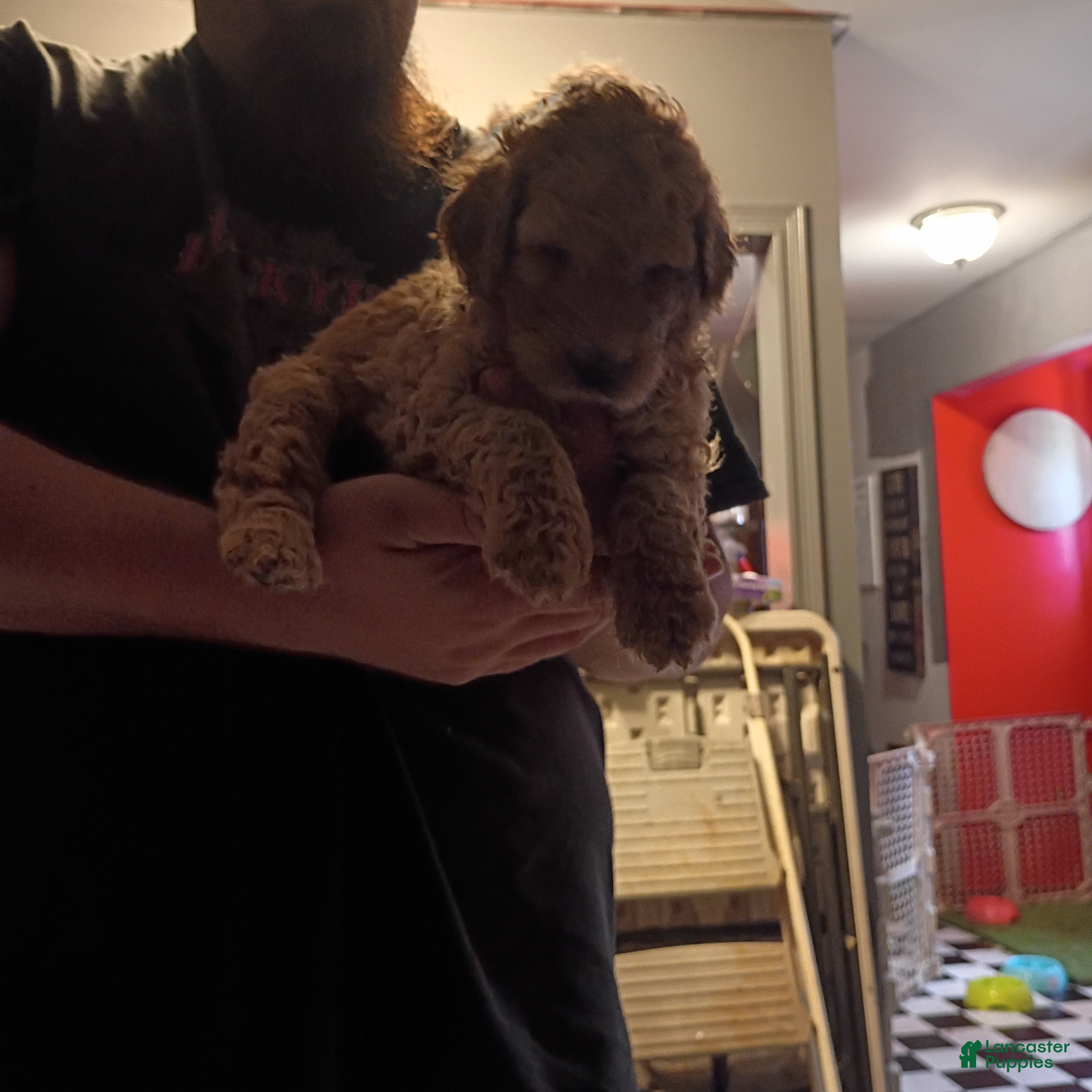 Goldendoodle dogs Big Blue 💙 - Ad 1