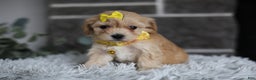 Maltipoo dogs for sale: Goldie  - Ad 11