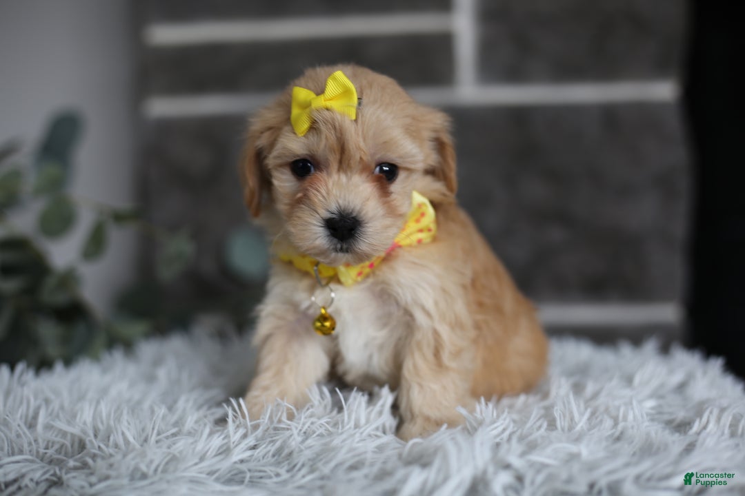 Maltipoo dogs for sale: Goldie  - Ad 11