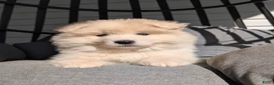Benson 