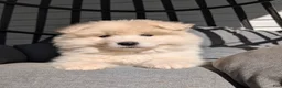 Samoyed dogs for sale: Benson  - Ad 1