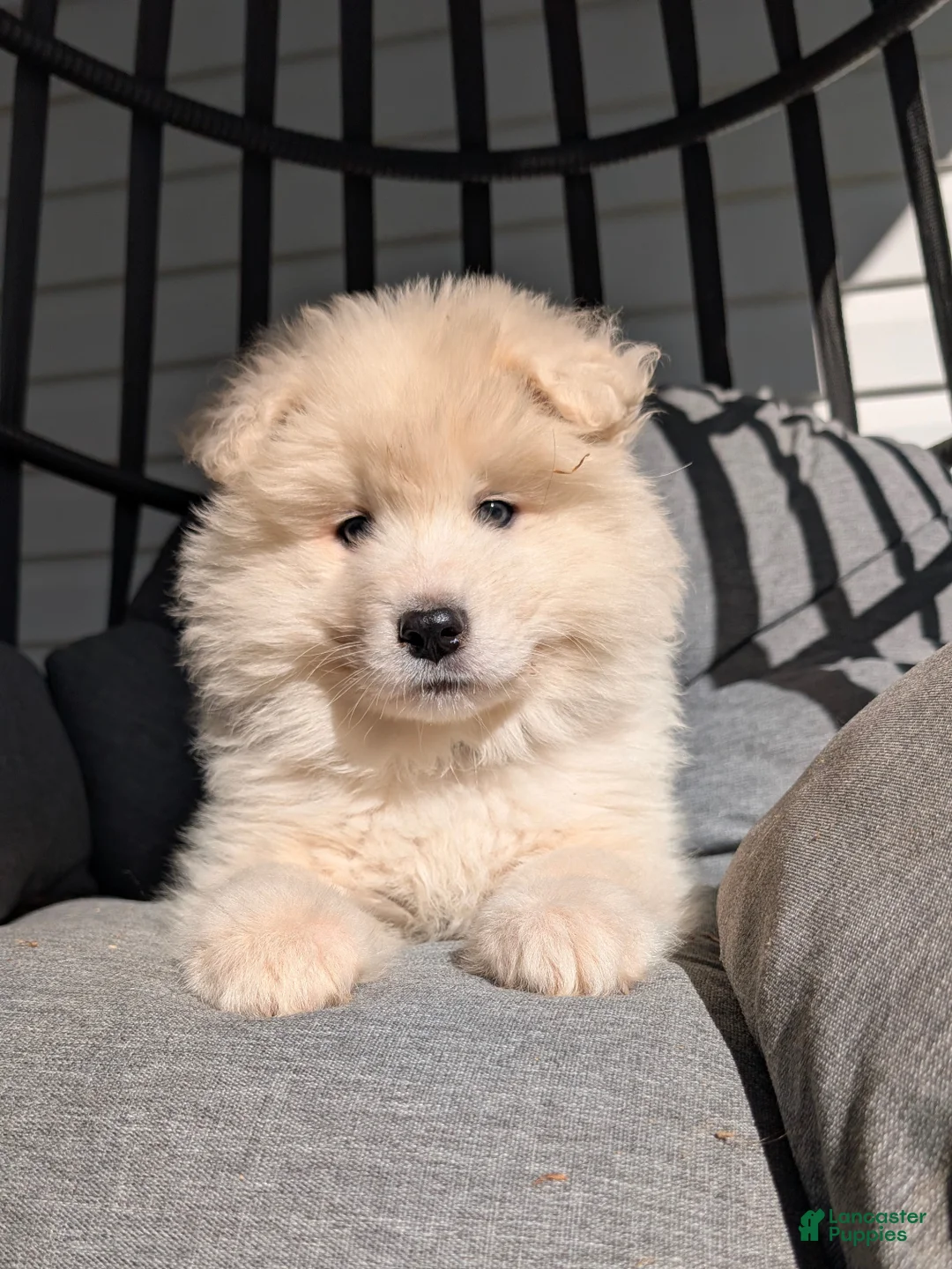 Samoyed dogs for sale: Benson  - Ad 1